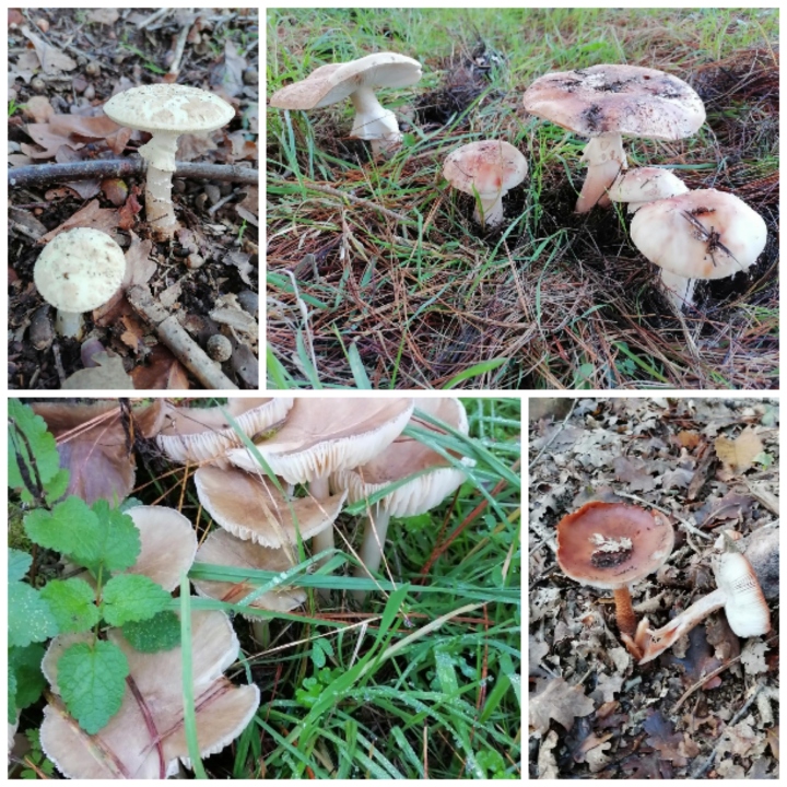 outono de cogumelos
