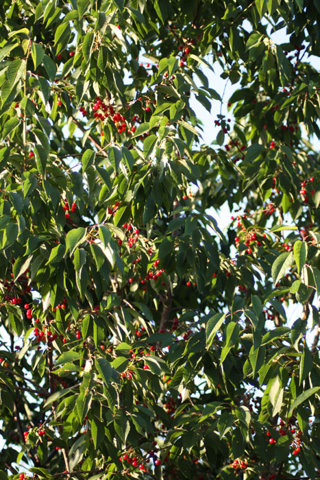 1cereza