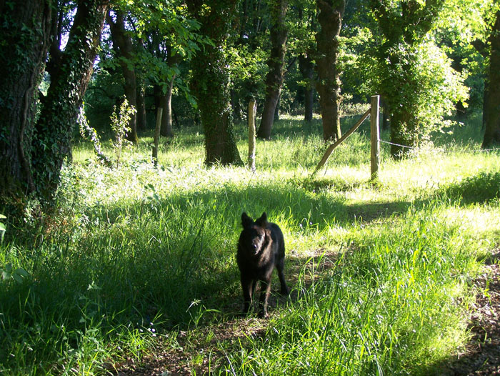 1perroguardian