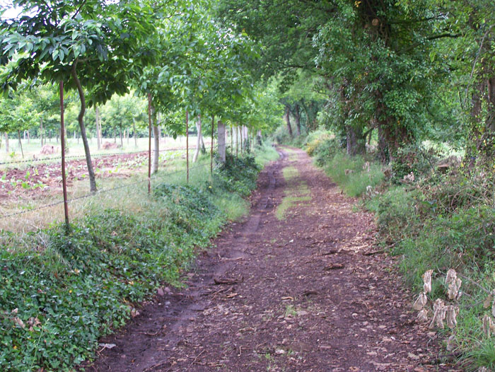 caminhosoutogrande