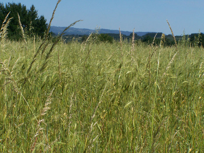 cereais