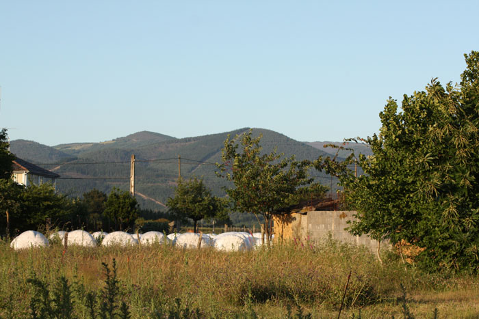 desuhort