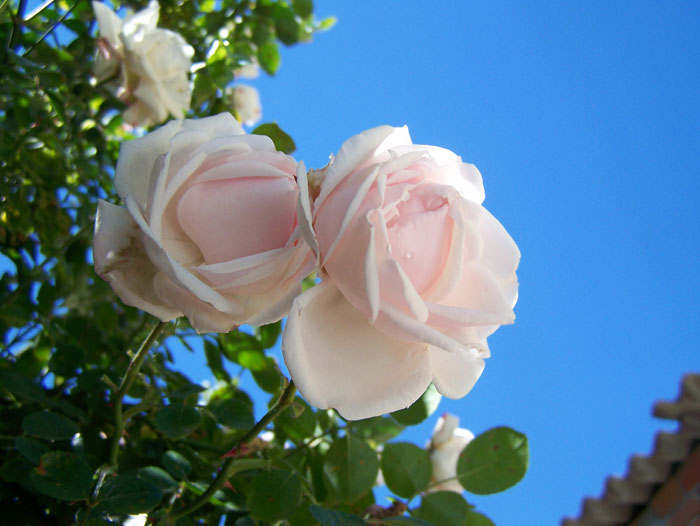 flor