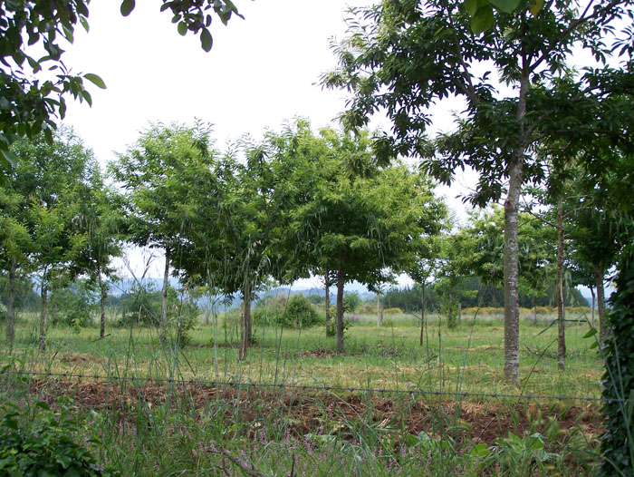 novasarbores