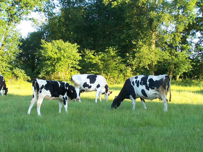 vacas