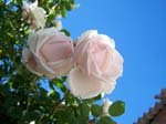flor