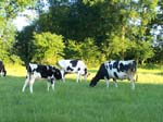 vacas