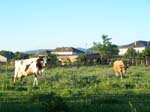 vacas2