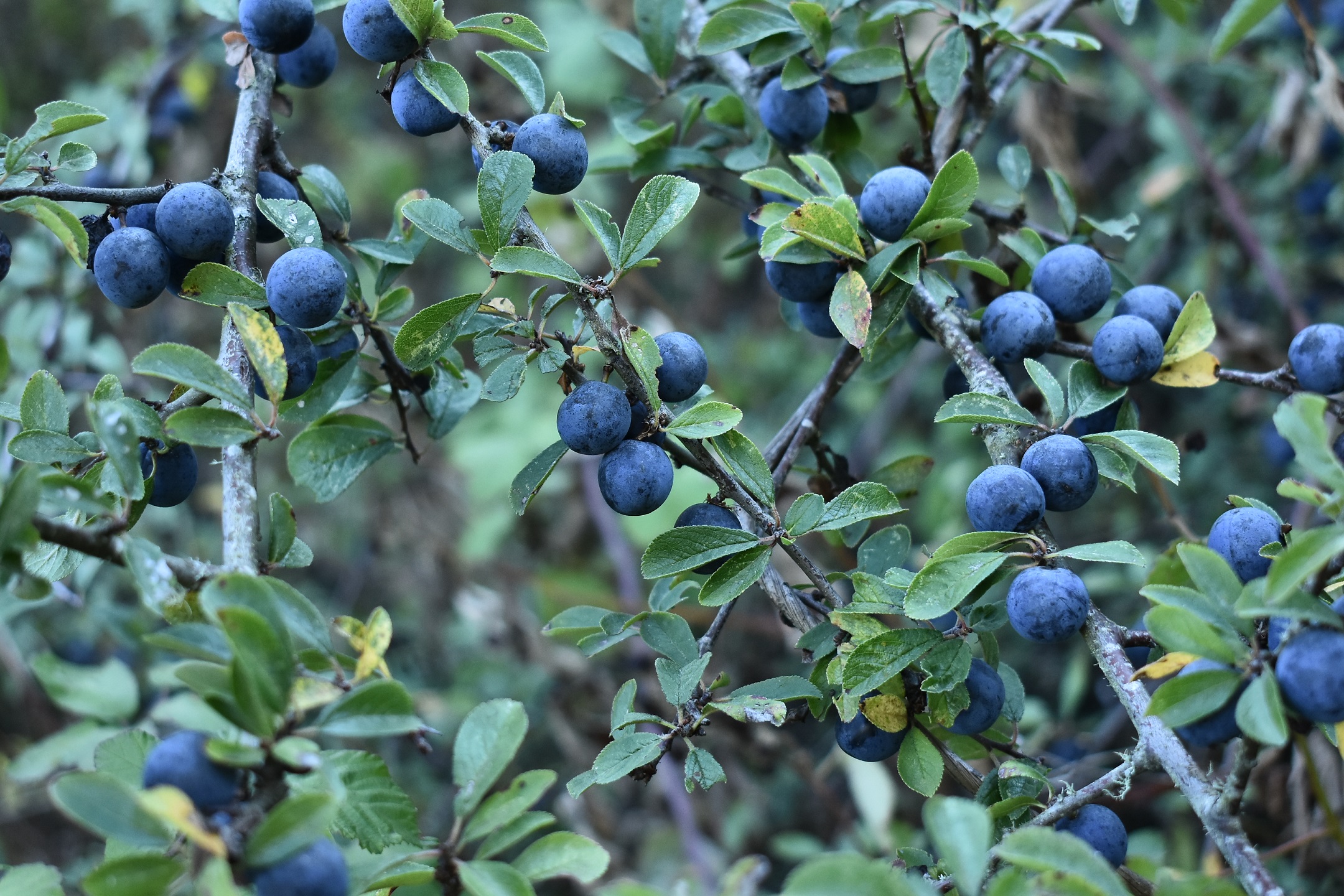 cirulos